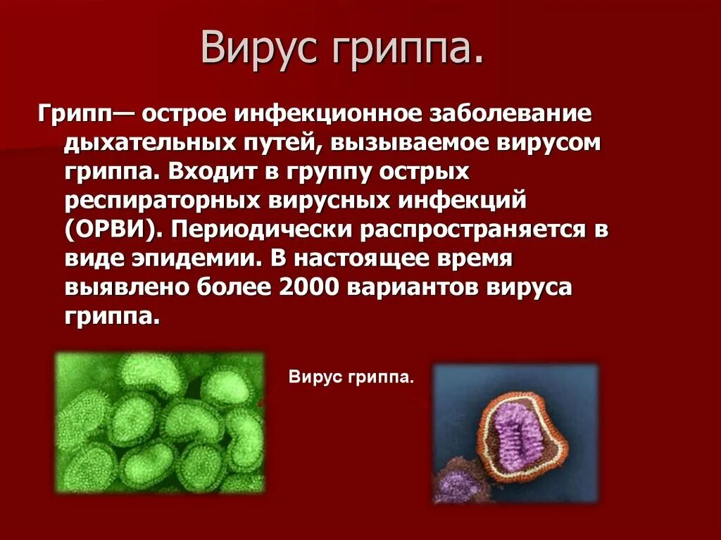 Вирус гриппа. Сообщение о вирусах. Информация о вирусе гриппа. Вирус гриппа доклад. Вирусные заболевания 9 класс