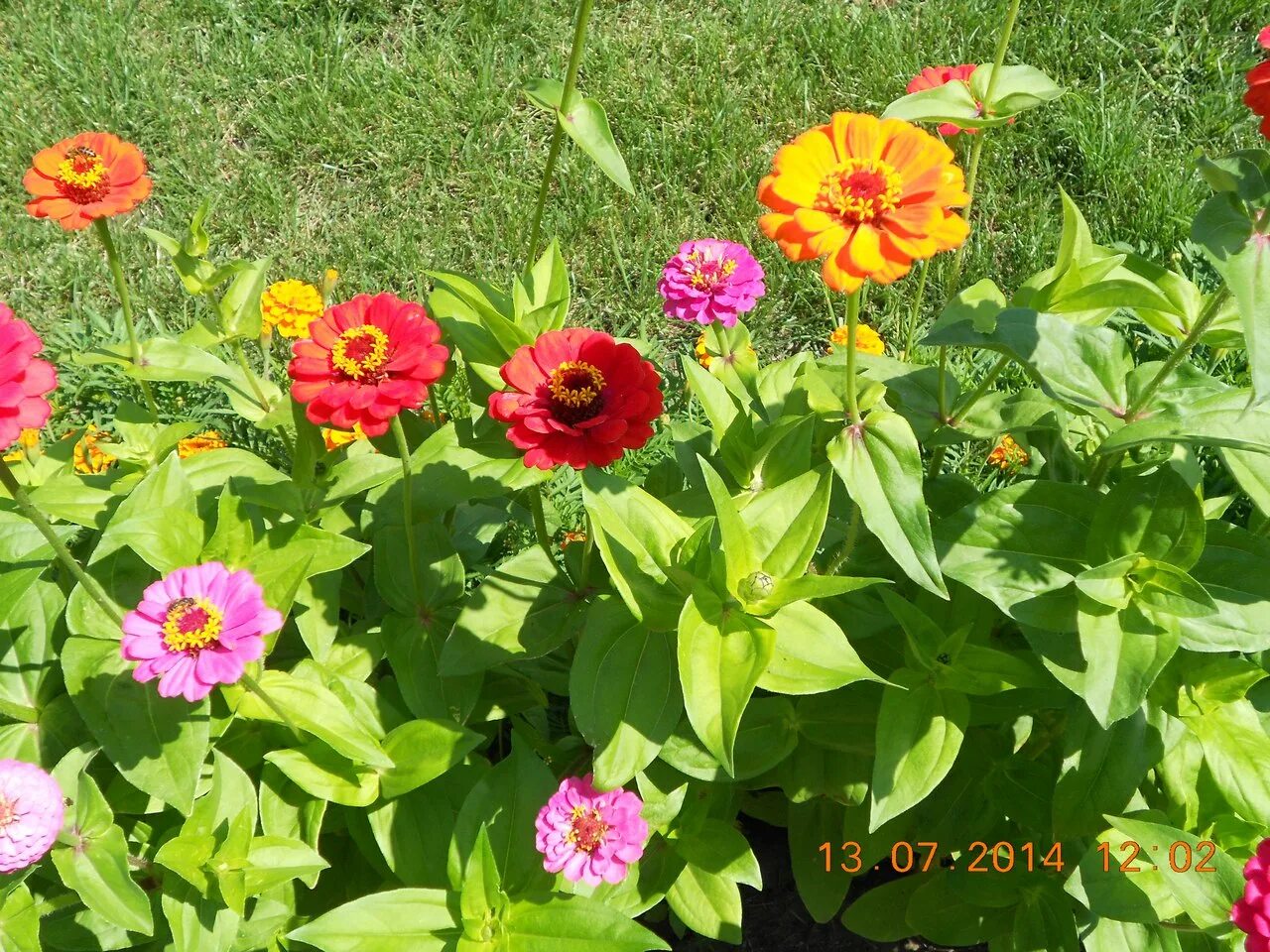 Цинии сеянцы. Пикировка цинии. Рассада цинния георгиноцветковая. Циния рассада. Пикировка рассады цинии.