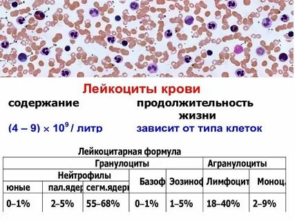Лейкоциты единичные это что
