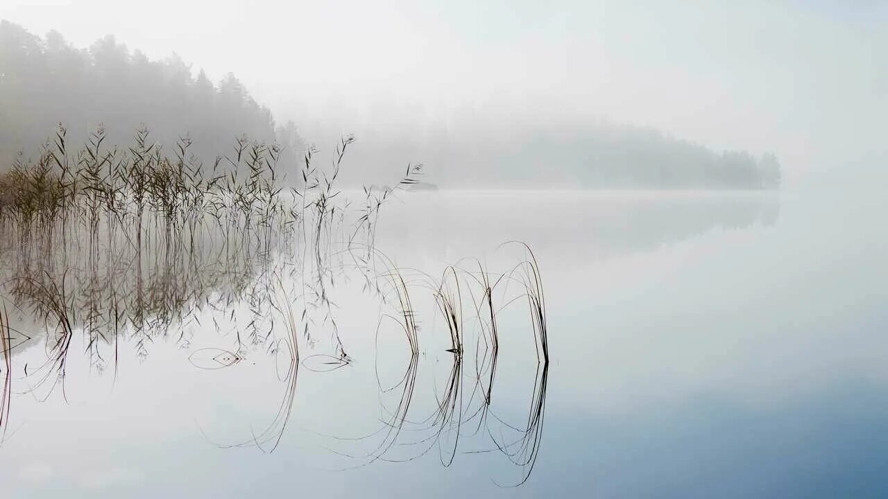 Туман камыш. Озеро в тумане. туманное утро. камыш в тумане. туман на реке.