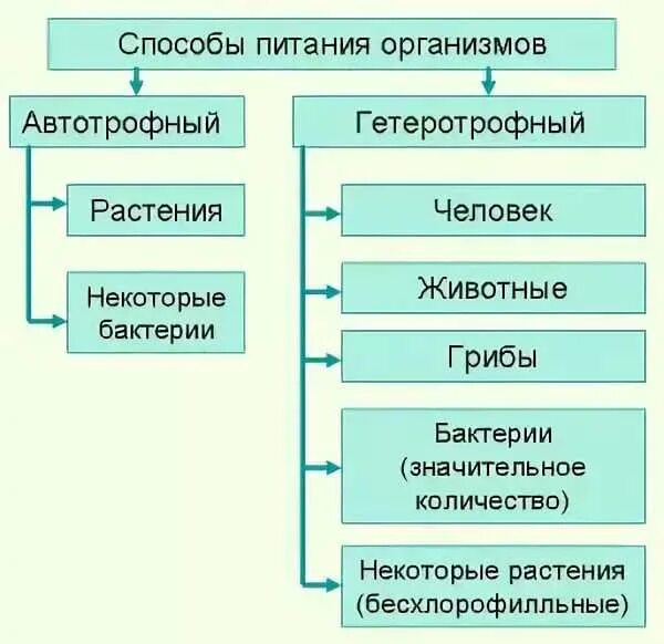 У каких организмов автотрофное питание. Автотрофный и гетеротрофный Тип питания. Автотрофный Тип питания гетеротрофный Тип. Автотрофное и гетеротрофное питание таблица. Автотроыныц и гетеротроыный Тип питание.