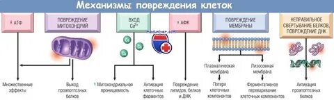 Механизмы повреждения мембран клеток