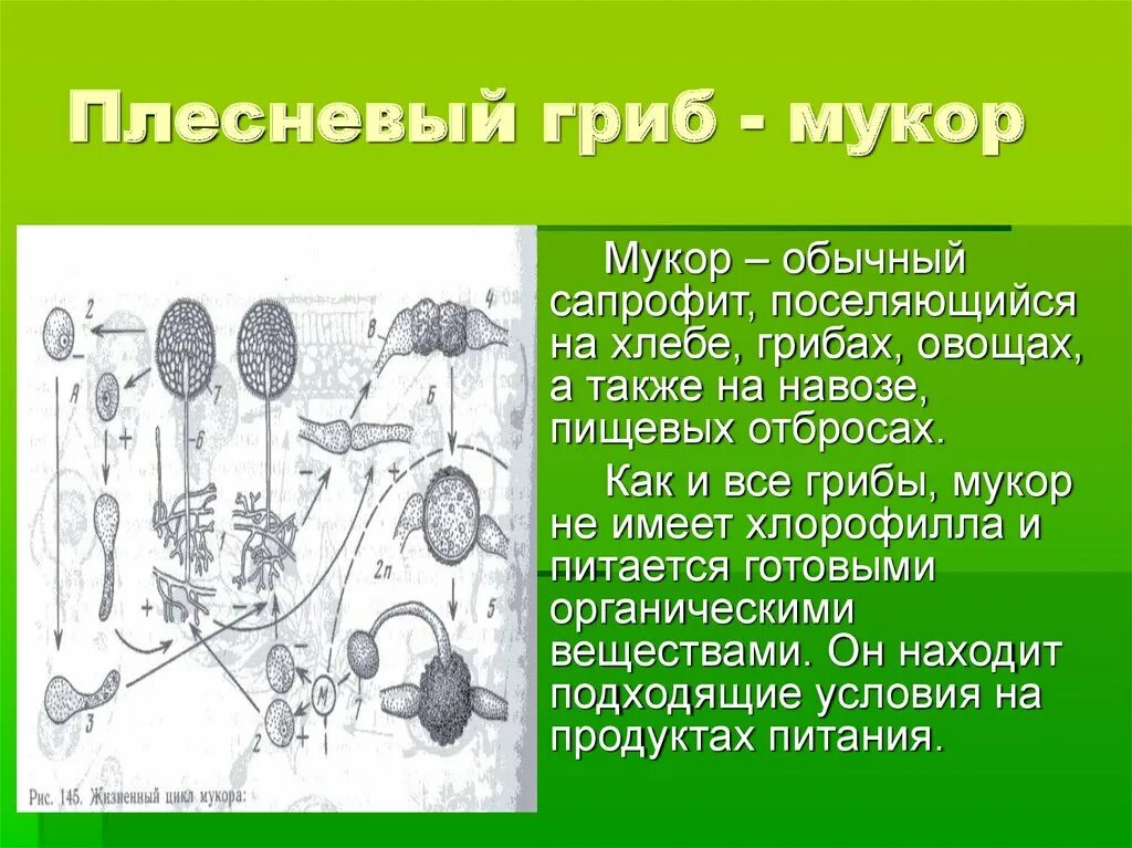 Признаки грибов мукор. Спорообразование гриба мукора. Строение гриба рода Mucor. Сапрофитные грибы мукор. Строение плесневых грибов мукор.