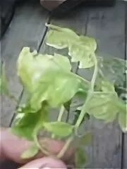 На листьях помидор прозрачные пятна