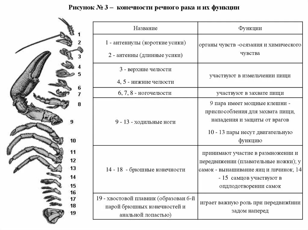 Какой тип развития характерен для речного рака. Конечности ракообразных и их функции. Внутреннее строение ракообразных. Строение конечностей ракообразных. Строение ходильных ног ракообразных.