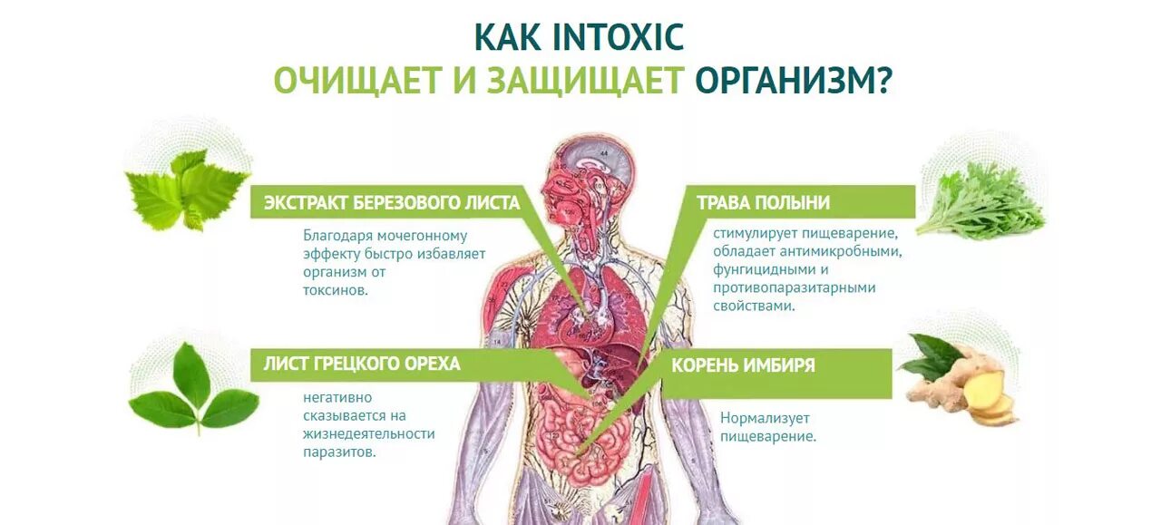 Легкие выводят из организма. Вывод паразитов из организма. Продукты для выведения паразитов с организма. Продукты очищающие организм от гельминтов. Лекарство для выведения из организма глистов.