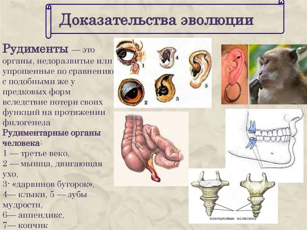 Рудимент доказательство эволюции. Рудименты доказательства эволюции. рудиментарные органы пример доказательств у животных. рудиментарные органы пример доказательств эволюции. рудиментарные органы пример доказательств.