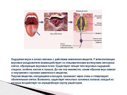 Меняются запахи и вкусы