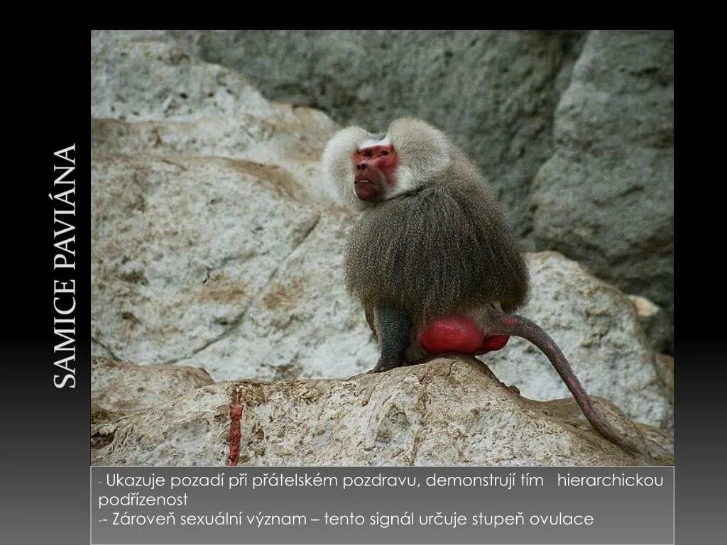 Какашка макака