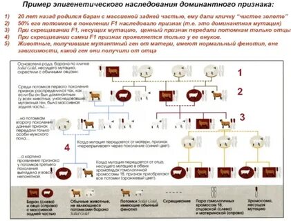 Потомков признаков