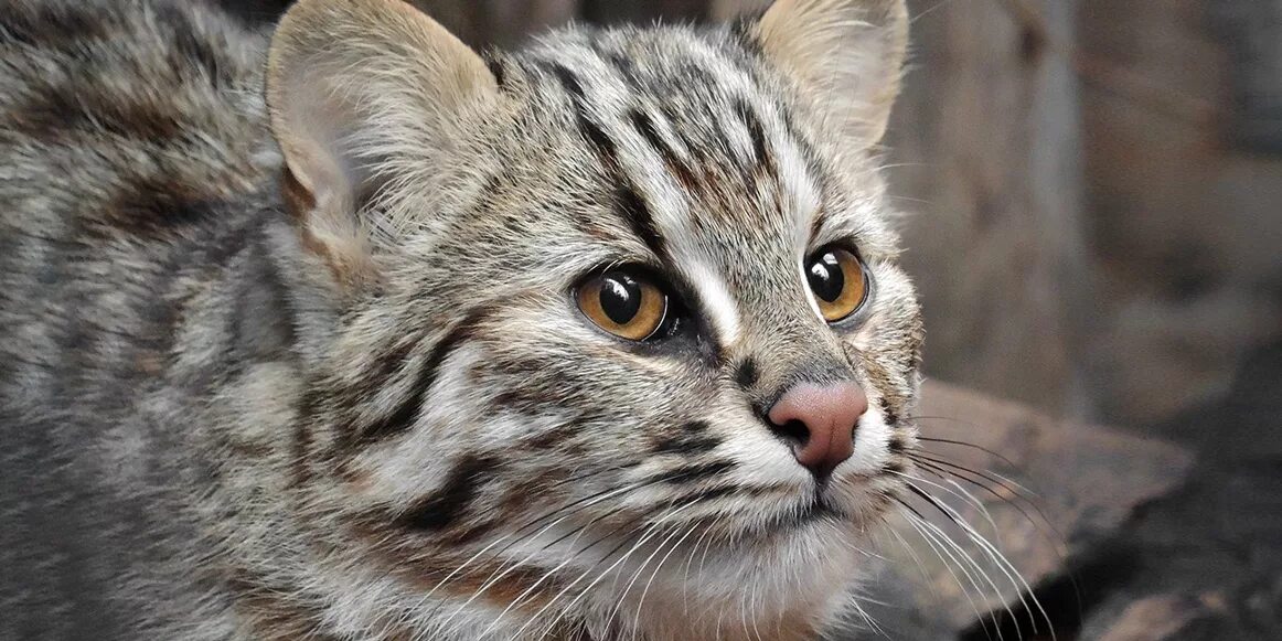 Russian Forest Cats Forest cat, Cats, Animals