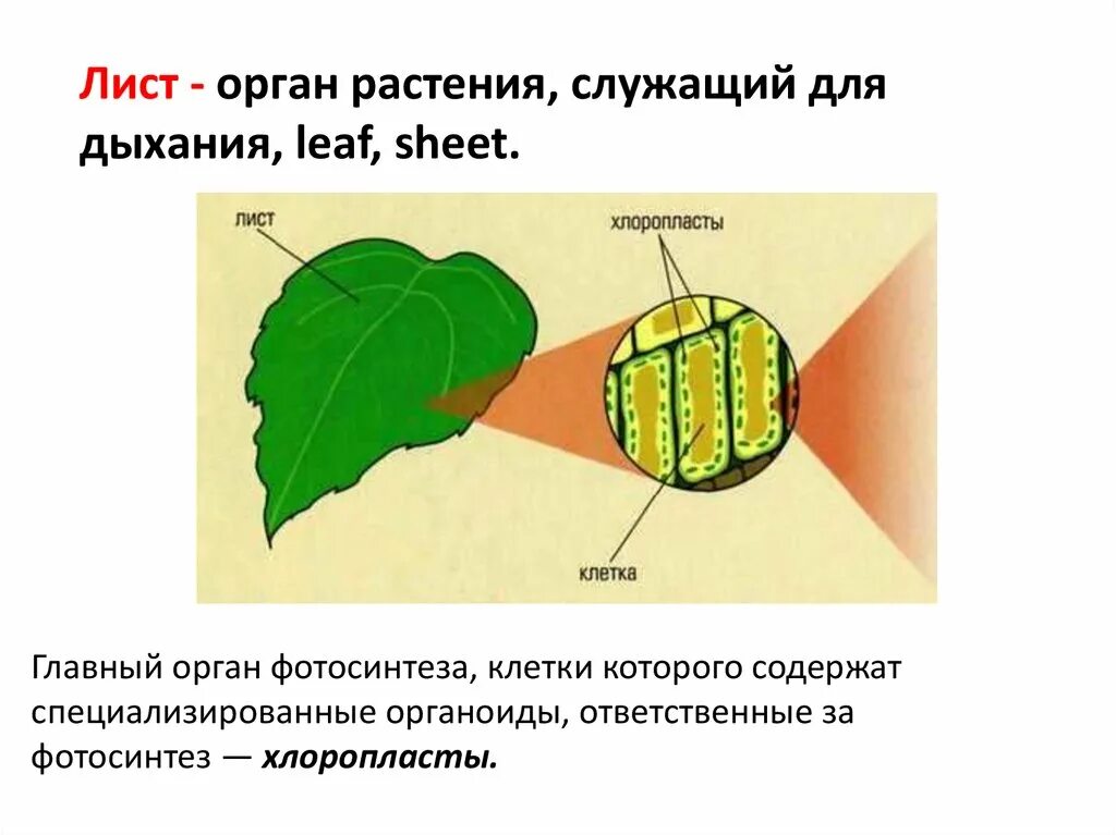 В каких клетках осуществляется дыхание. Роль хлоропластов в фотосинтезе. Лист орган фотосинтеза. Фотосинтез листа схема. Фотосинтез хлорофилл растений.