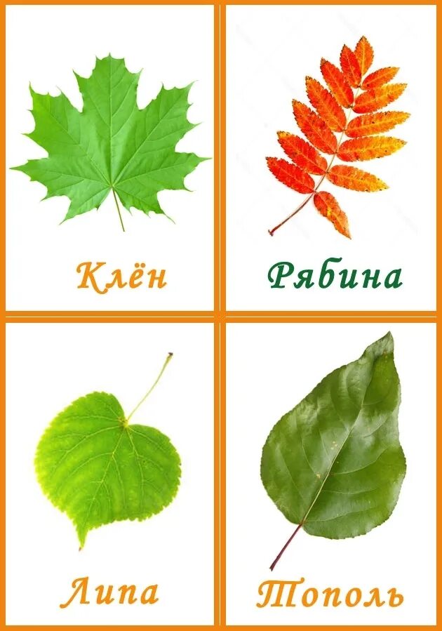 Картинки названия листьев. Листья разных деревьев. Листья деревьев с названиями. Листья с разных деревьев для детей. Листы деревьев и их названия.