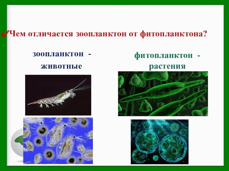 Что ученые называют фитопланктоном дайте определение. Фитопланктозоопланктон. Зоопланктон и фитопланктон. Зоопланктон и фит планктон. Представители фитопланктона.