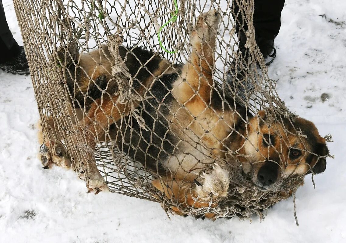 Нападение бездомных. Наказание собаки. Нападение бродячих собак.