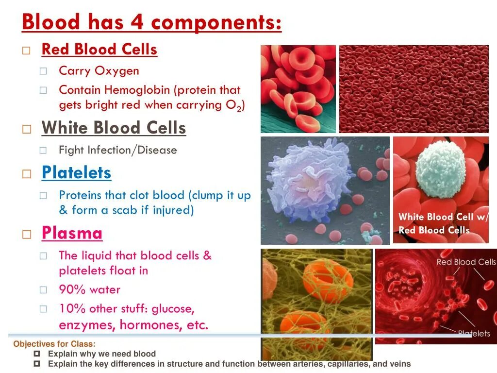 Blood Biochemistry. Biochemical Blood Analysis. Metabolism of Red Blood Cells. Blood Biochemistry ppt.