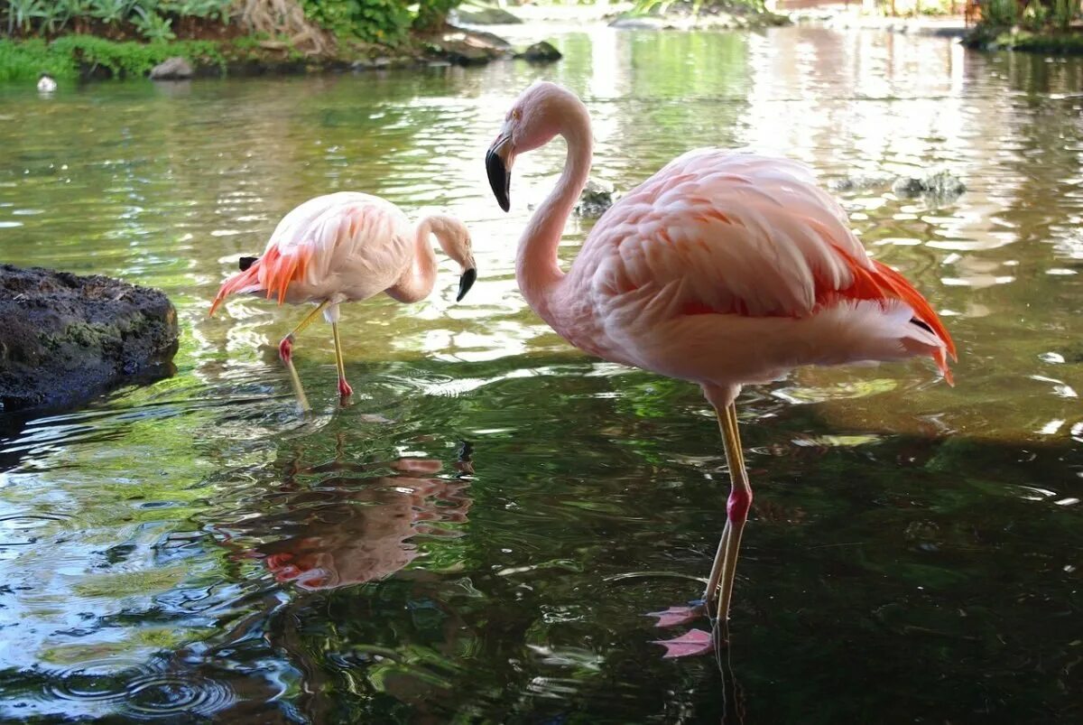 Дом розовый фламинго