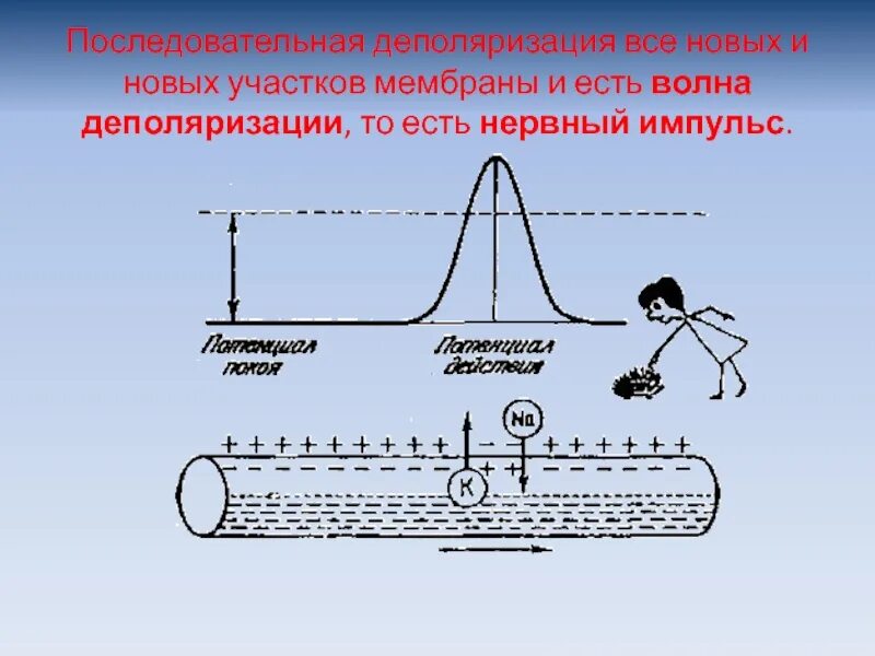 Деполяризация мембраны это в физиологии. Деполяризация мембраны это. График деполяризации мембраны. Деполяризация это. Деполяризация мембраны клетки