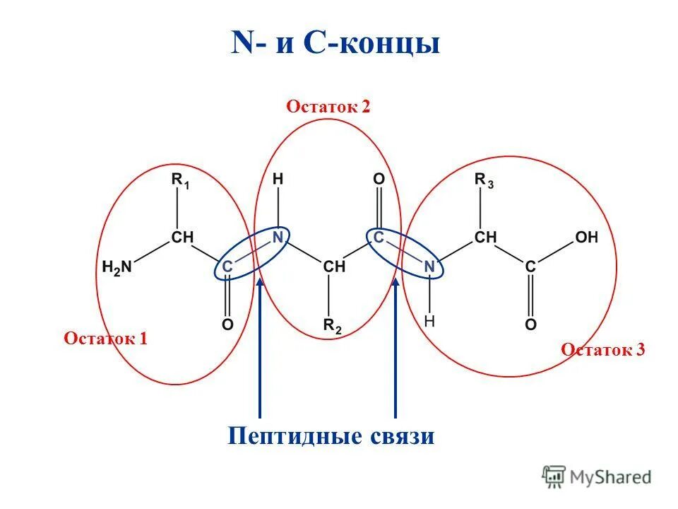 Серин треонин. N и c концы. Пептидная связь в трипептиде. N-концевой α-аминокислоты. Строение пептидной цепи.
