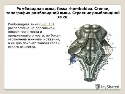 Ромбовидная ямка где