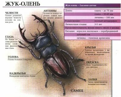 Майский жук покров тела