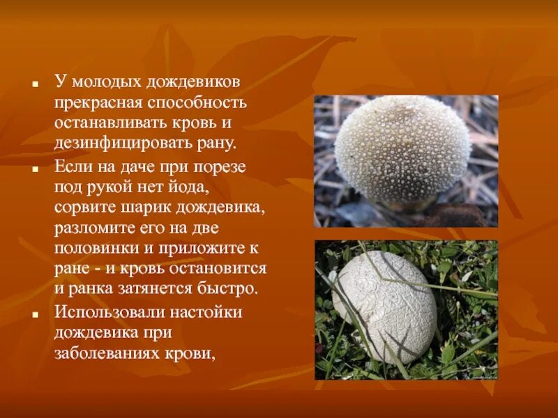 Как получить гриб дождевик дота 2. Дождевик способности. свойства гриба дождевика. характеристики дождевика. грибы останавливающие кровотечение.