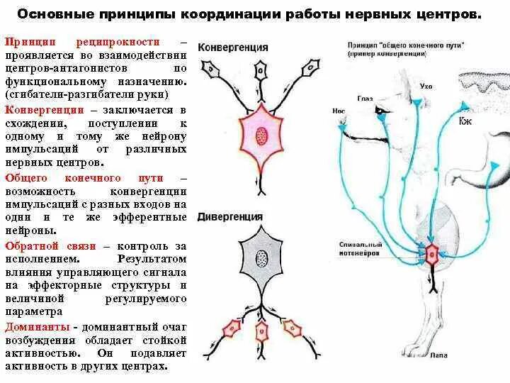 Схема реципрокной иннервации мышц-антагонистов. Реципрокное торможение схема. Реципрокное торможение физиология схема. Механизм реципрокного торможения физиология.