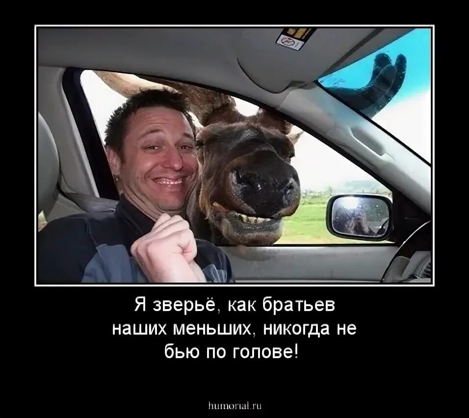 Братьев наших меньших никогда. Девиз урока географии. Стих о братьях наших меньших. И зверьё как братьев наших меньших никогда не бил по голове. Братьев наших меньших никогда.