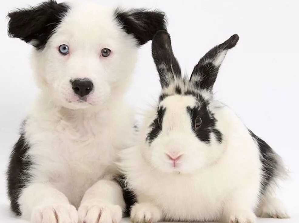Animals brothers. Кролик и собака. Щенок и кролик. Разные домашние животные. Красивые песики и кролики.