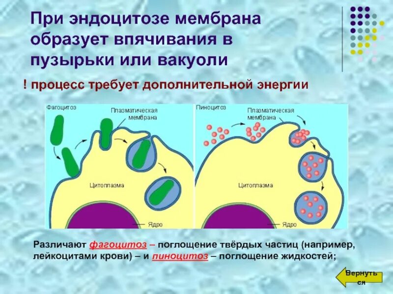 Образует мембрану вакуоли