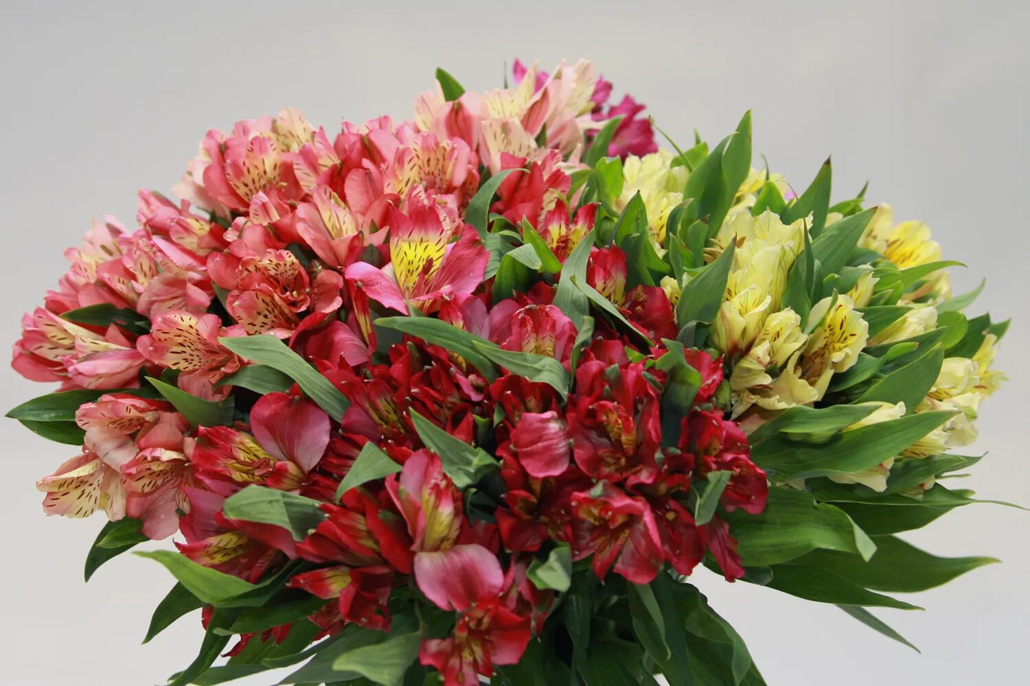 Дикая орхидея цветок альстромерия. Цветы альстромерии букет. Долгостоящие цветы альстромерия. Альстромерия джулия гарда. Микс альстромерий букет.