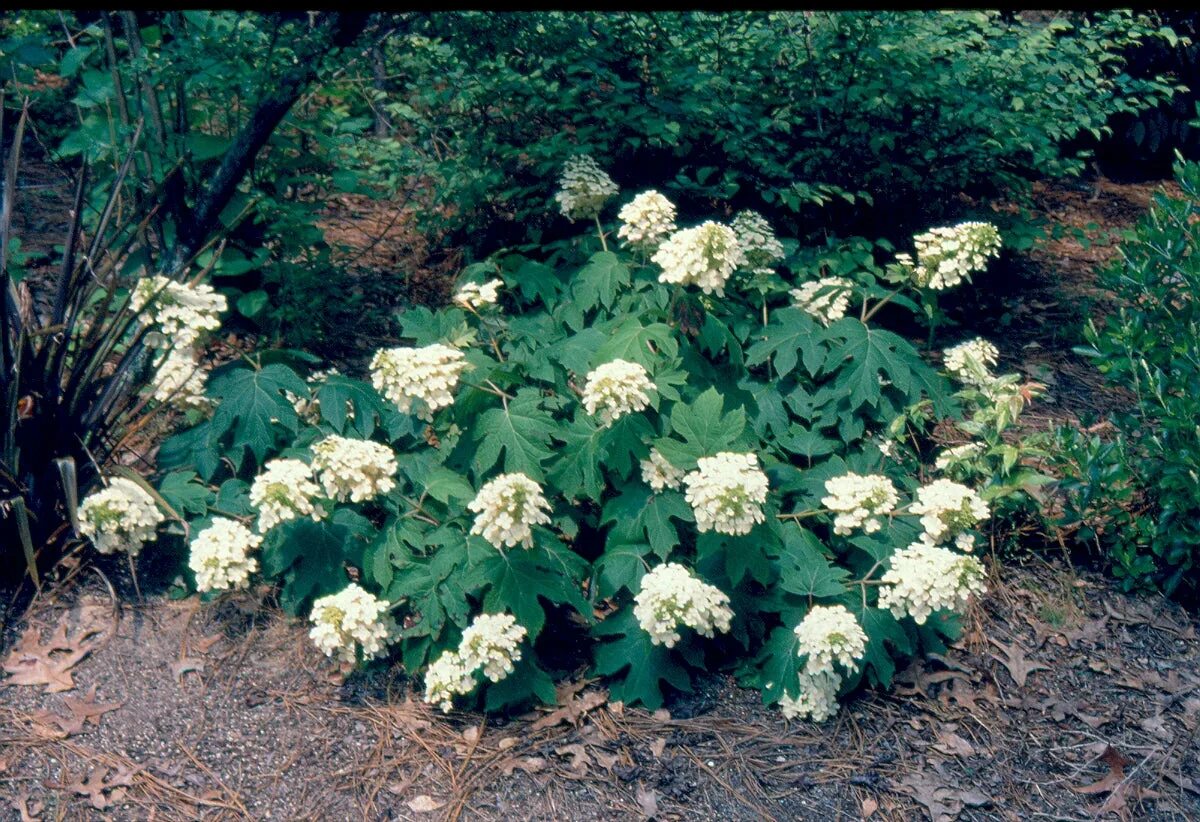 Гортензия pee wee фото и описание Гортензия метельчатая Пи Ви (Hydrangea paniculata Pee Wee) купить саженцы в Моск