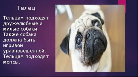 Какая собака подходит тельцу