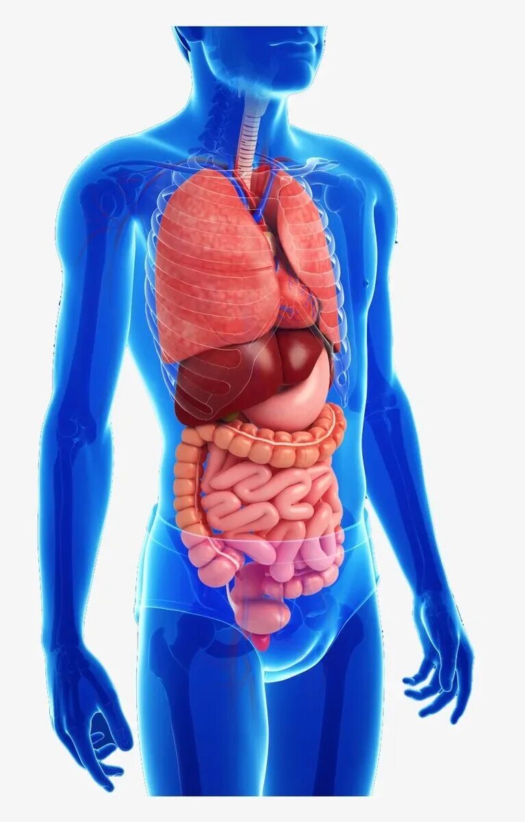 Организм на фотографии является. Желудочно-кишечный тракт человека анатомия. Анатомия человека внутренние органы ЖКТ. Анатомия ЖКТ человека в 3д. Пищеварительная система анатомия печень.