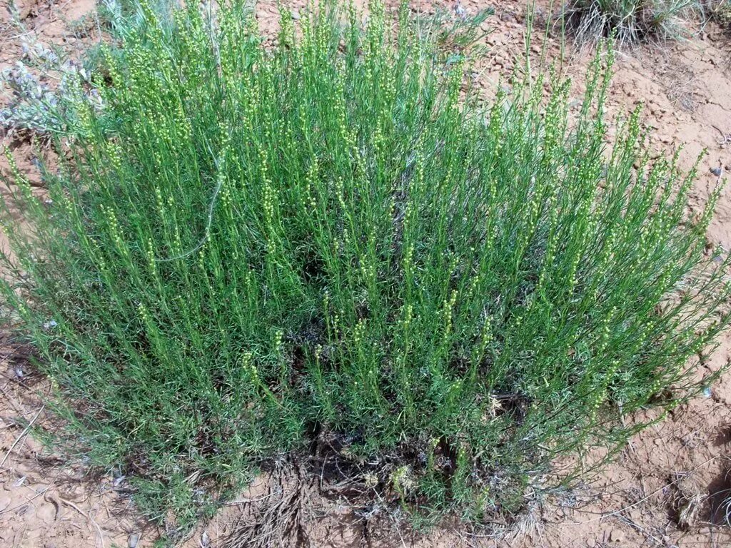 Полынь солончаковая. Полынь солянковидная (artemisia salsoloides). Полынь солянковидная. Полынь солянковидная (artemisia salsoloides). Полынь солянковидная фото.