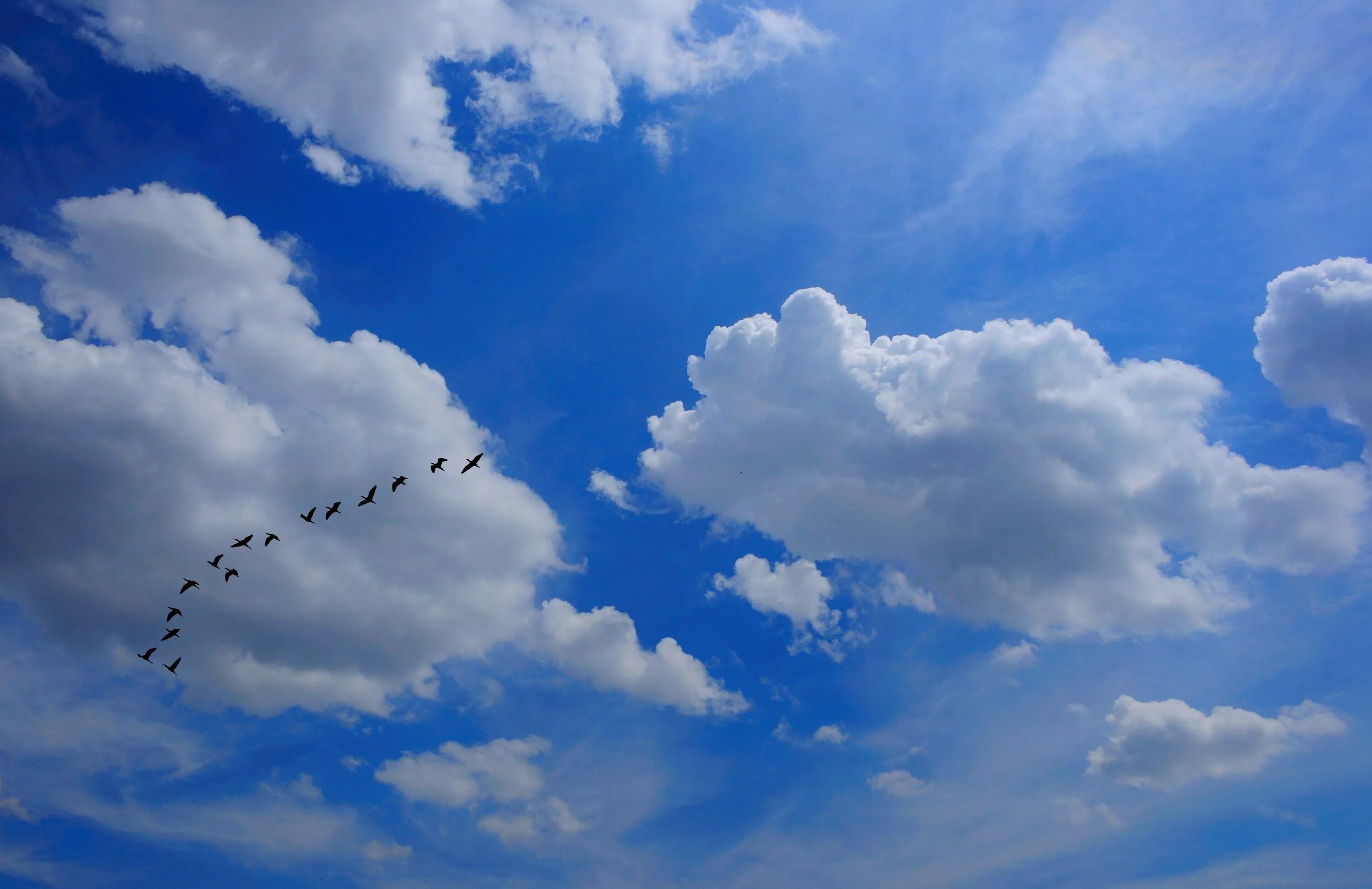 Синяя птица облака. Небо. Птицы в небе. Небо с облаками. Весеннее небо.