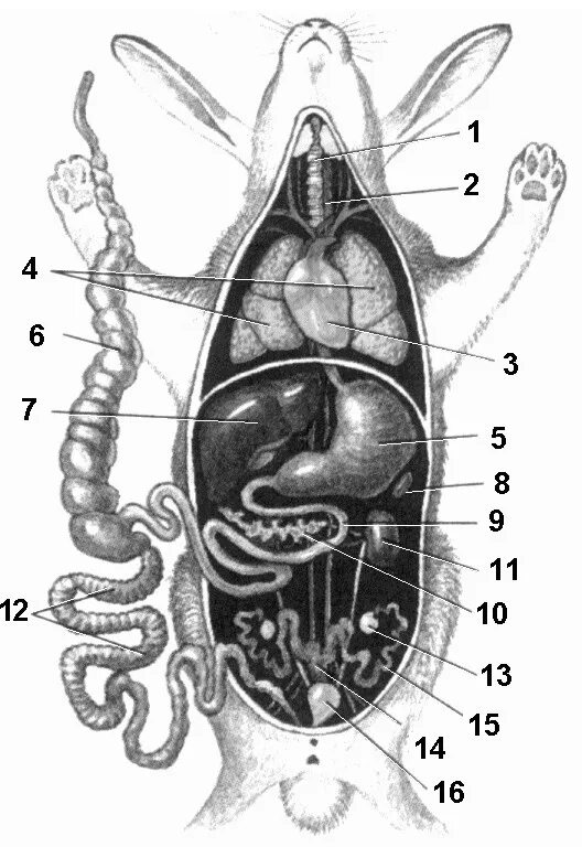 Анатомия млекопитающего кролика. Внутреннее строение кролика биология 7. Внутреннее строение кролика самки биология 7. Внутреннее строение кролика биология 7 класс. Внутреннее строение кролика