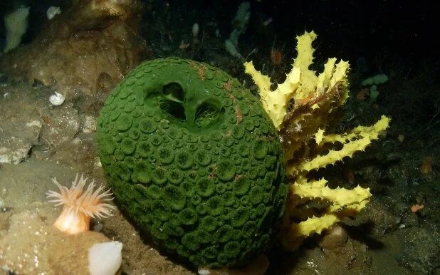 Морские чудища: самые редкие и необычные обитатели океана - фото - 18.06.2020, S