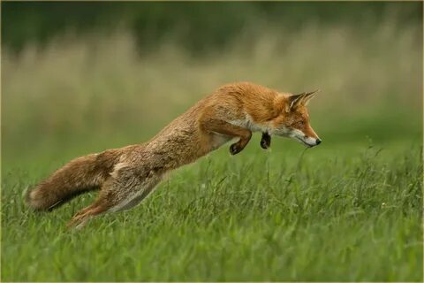 Fuchs ll