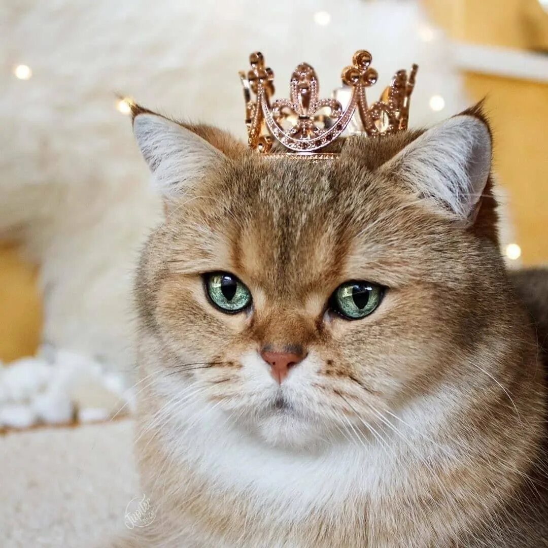 Царский кот. Королевский кот. Королевская порода котов. Королевский кот. Кот царь.