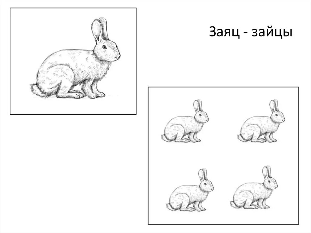Заяц. Заяц карточка для детей. Иллюстрация карточки зайцы. Карточки с изображением зайца для дошкольников. Зайцев без слов