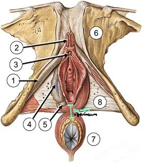 Вагинальды анатомияның фотосы