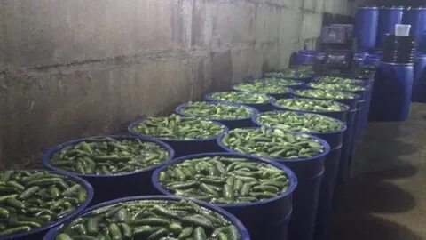 Огурцы для засолки в бочках