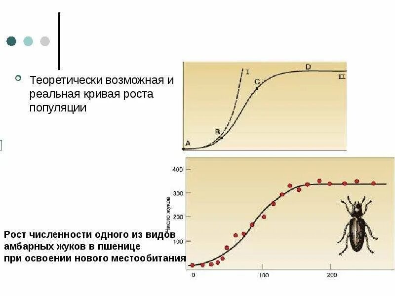 Сколько популяций. (S-образная) кривая роста численности популяции. J-образная кривая роста популяций характерна. Непрерывный рост популяции график. Кривые роста популяции экология.