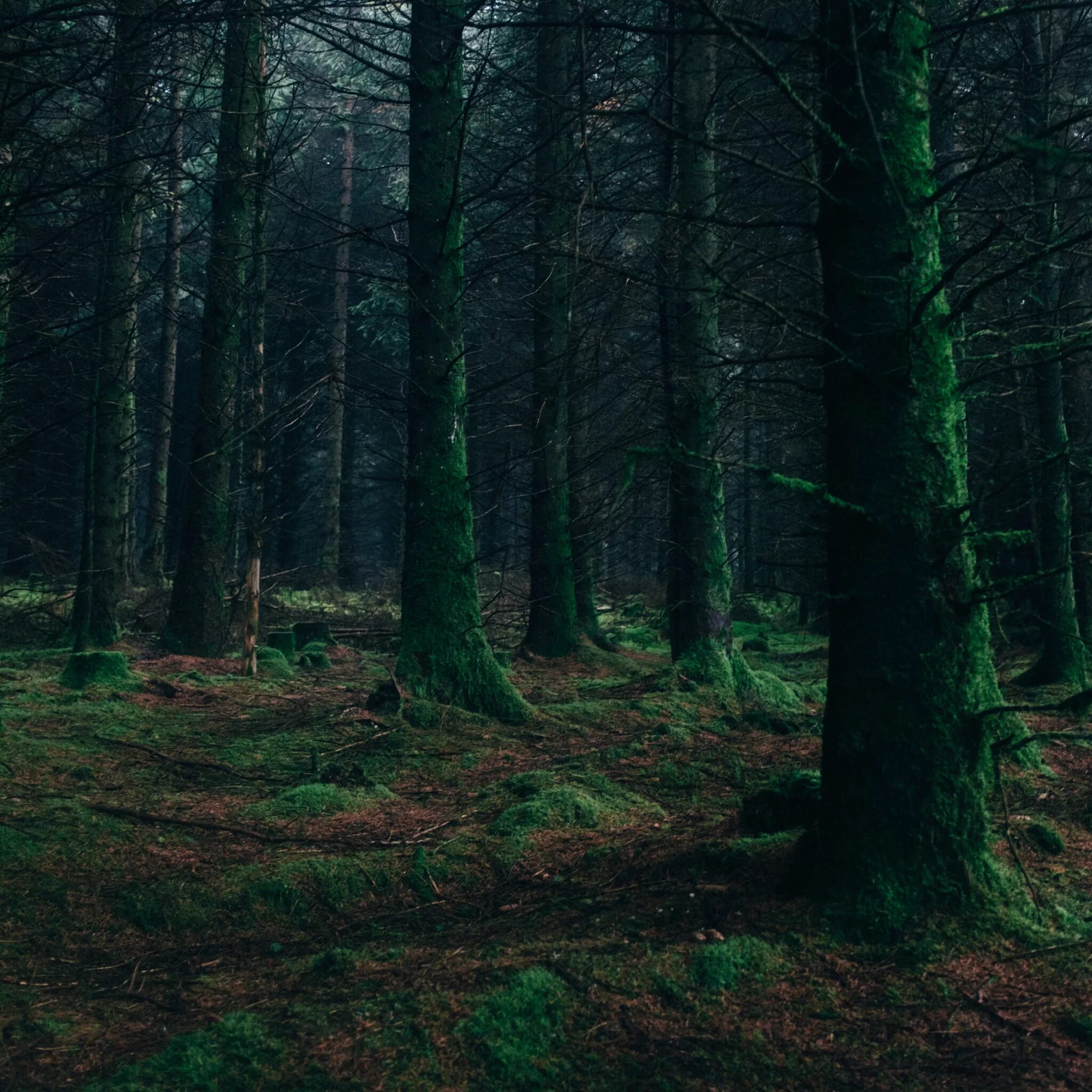 Темный дремучий лес. Дремучий хвойный лес. Дремучий Бор. Дремучий еловый лес. Темно хвойный