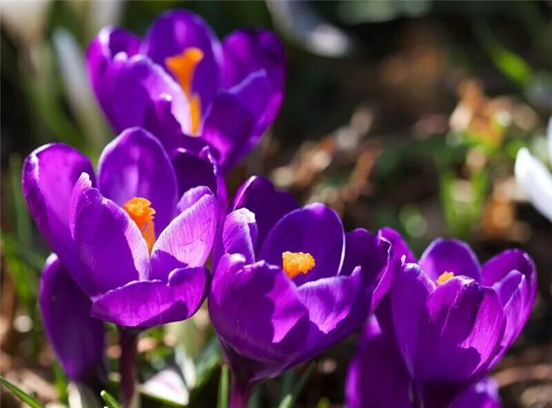 Crocus biflorus. Крокус Октябрин. Крокус Блюберд. Crocus aleppicus.