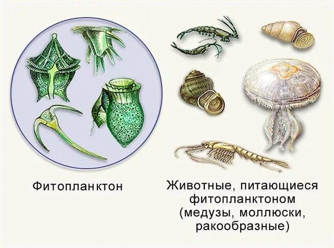 Одноклеточный фитопланктон. Фитопланктон рисунок. Планктон и фитопланктон. Фитопланктон представители.
