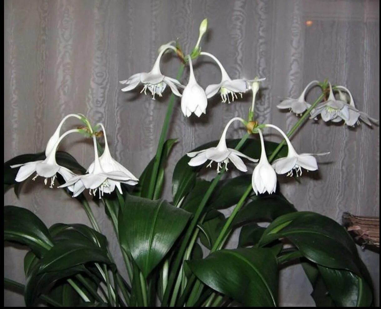 Комнатный цветок с белыми цветами название. Эухарис Амазонская Лилия. Спатифиллум эухарис. Эухарис грандифлора. Лилия (Амазонская Лилия эухарис).