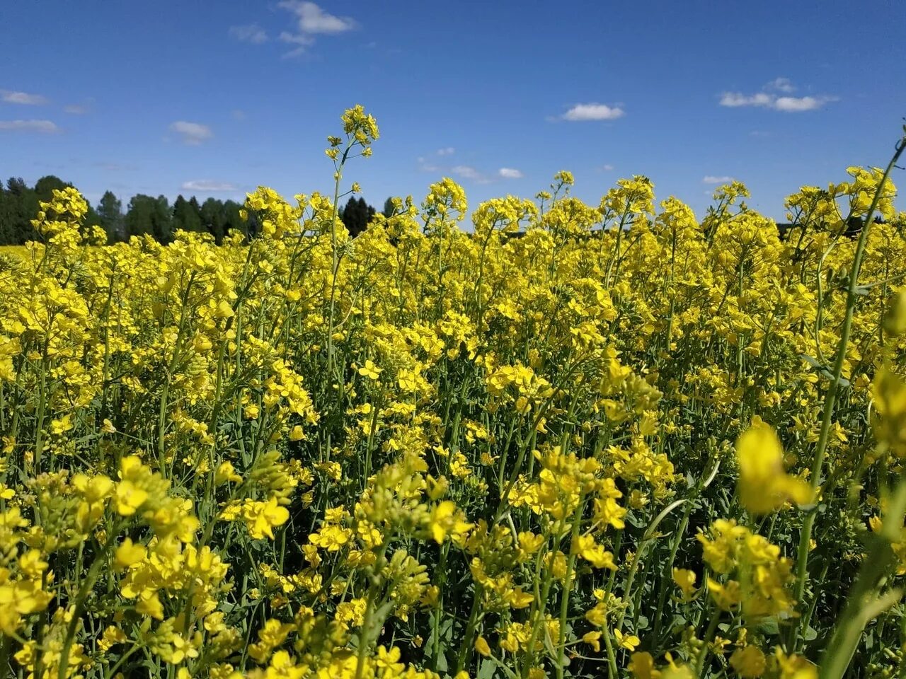 Трава рыжик. Camelina Рыжик. Рыжик посевной. Рыжик масличный. Рыжик Яровой.