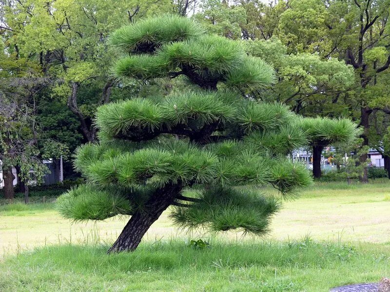 Можно ли хвойное дерево. Сосна Тунберга. Сосна Тунберга Pinus thunbergii. Сосна Нигра Австрийская. Сосна черная Австрийская ниваки.